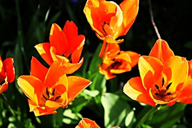 tulips